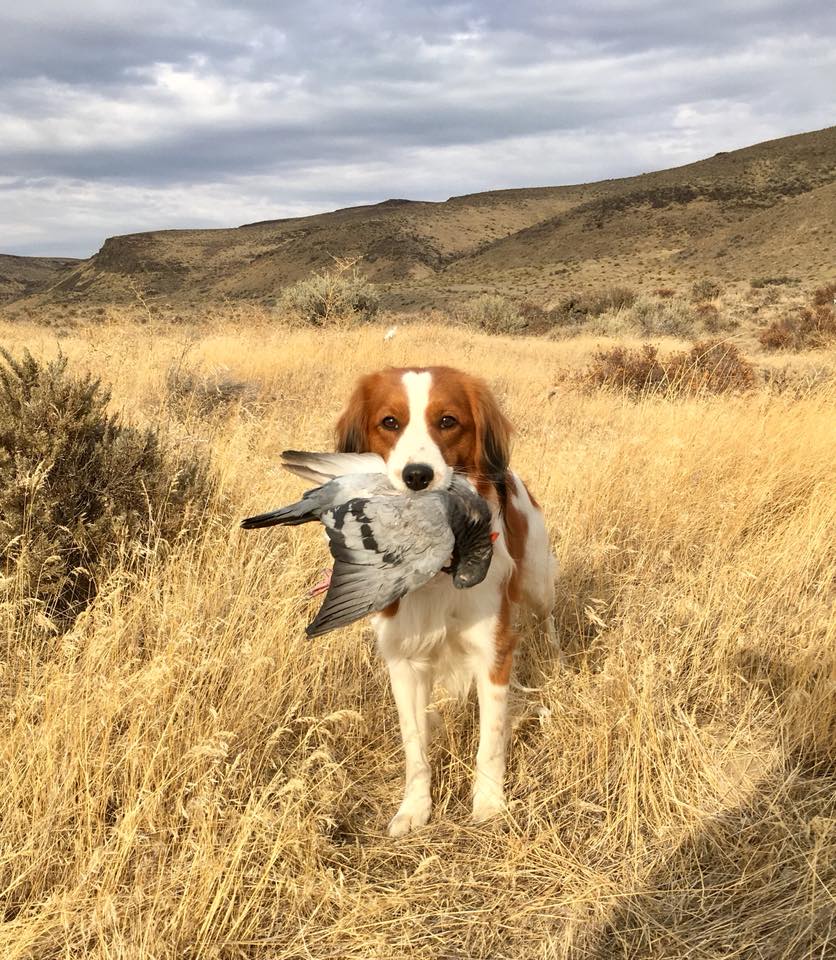 how do kooikerhondje hunt