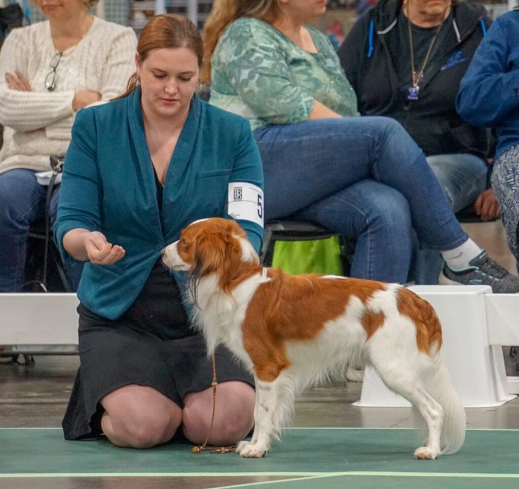 Author Gretchen Wetzel showing Kooikerhondje in dog show